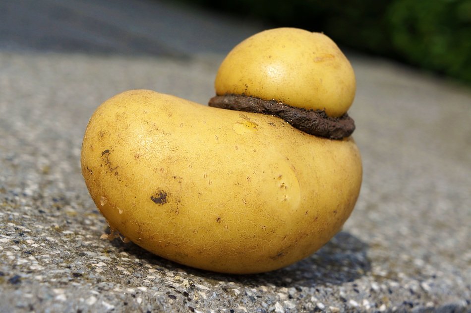 Yellow potato on the road