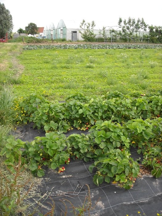 rural vegetable growing