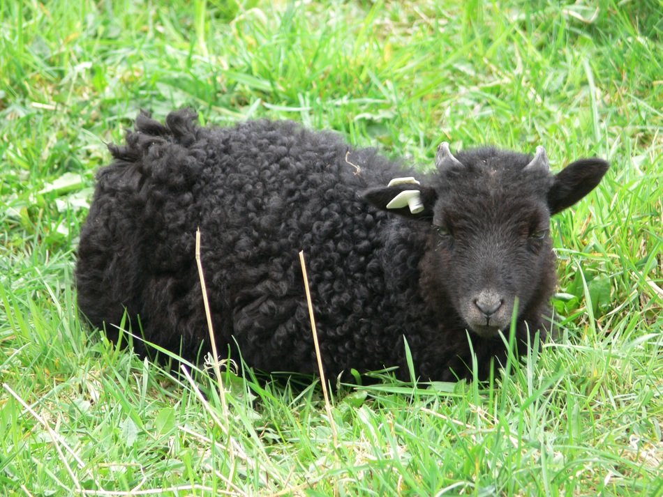 Beautiful black sheep on the grass