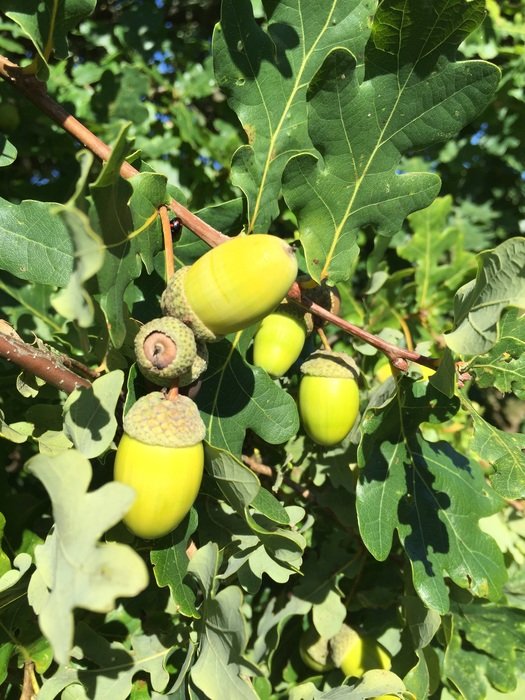 green acorns on the branch
