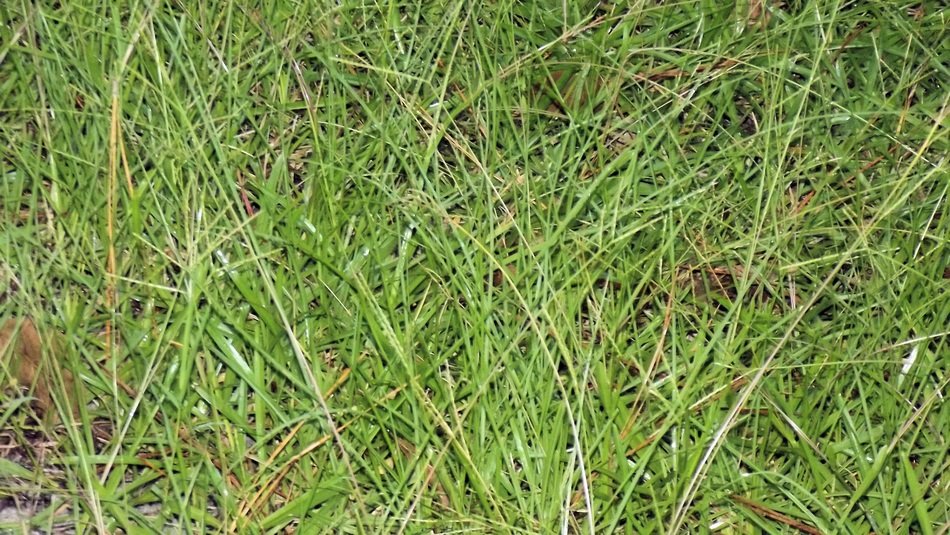 green long grass in the pasture