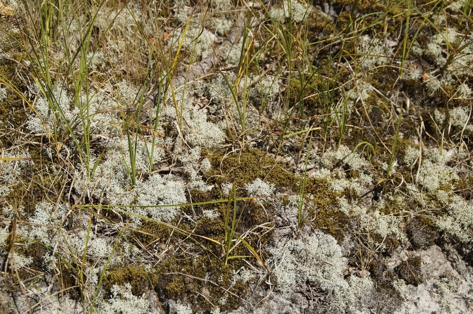 dune wild plants