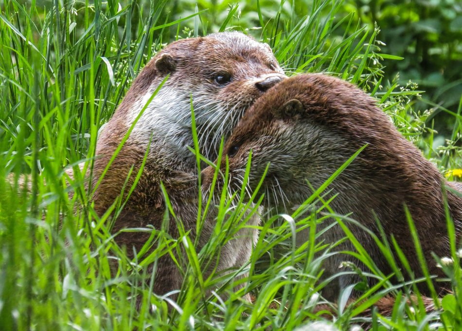 otter on the meadow