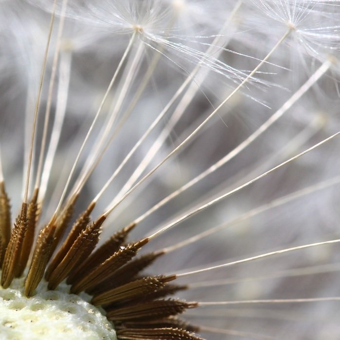 close up image of a blooming dandelion flower