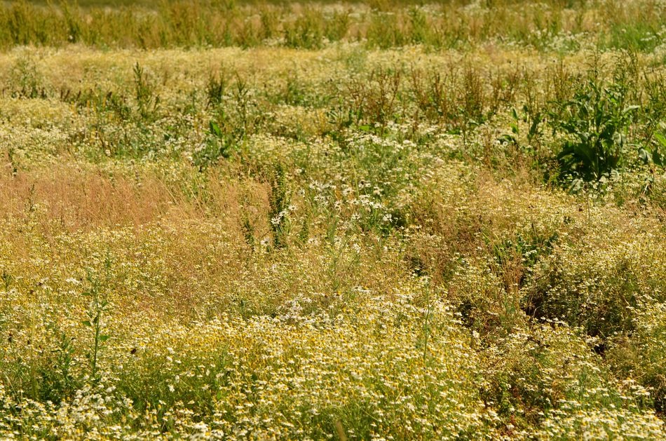 large feild of blooming chamomile flowers