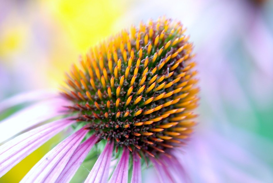 beautiful colorful coneflower picture in detail