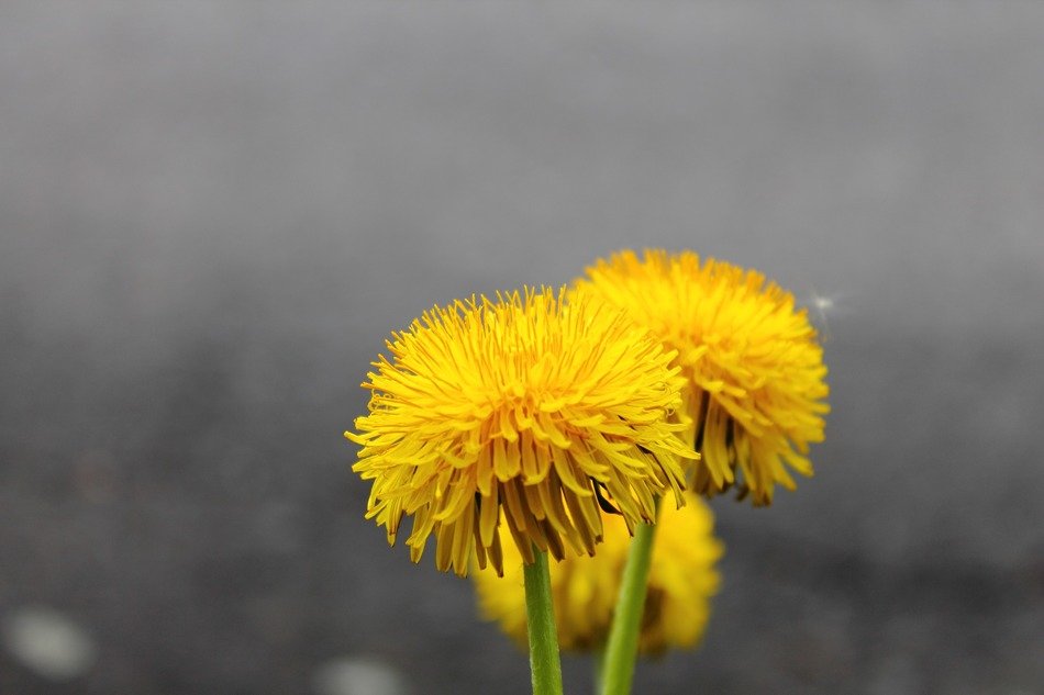 dandelion sonchus