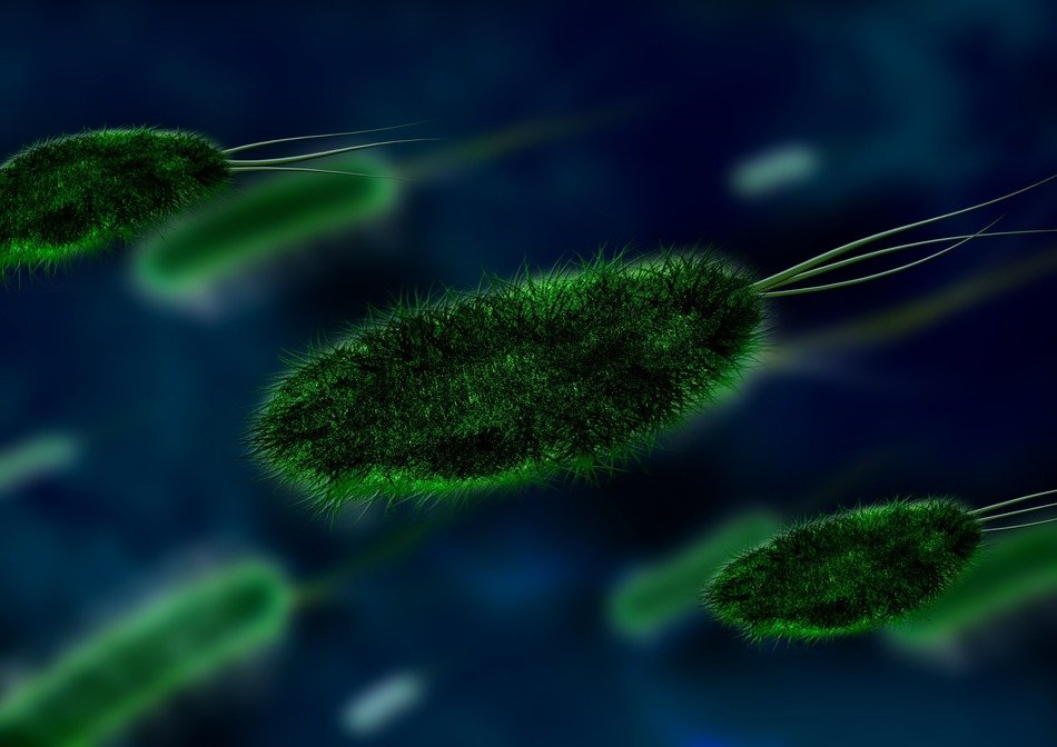 image of bacteria in blood under a microscope