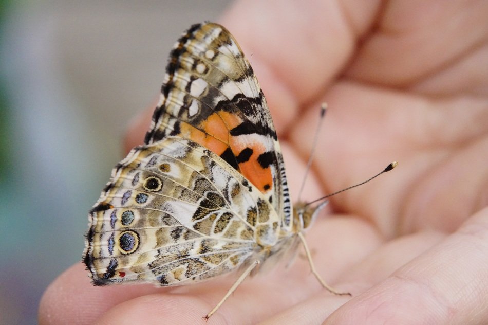 butterfly lady