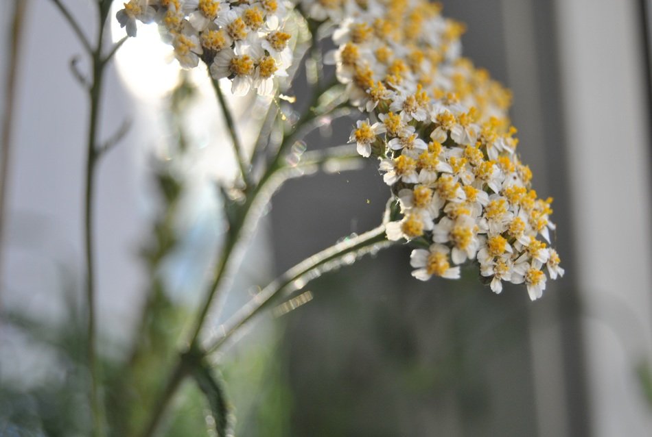 small branch of yarrow medicinal herbs close-up on blurred background