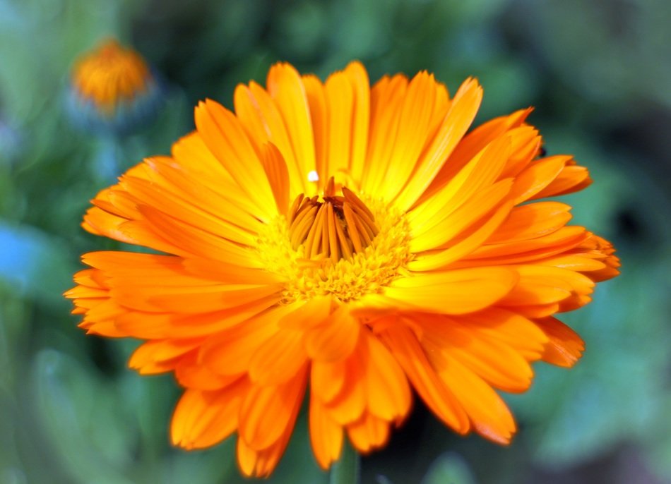 photo of marigold in a garden