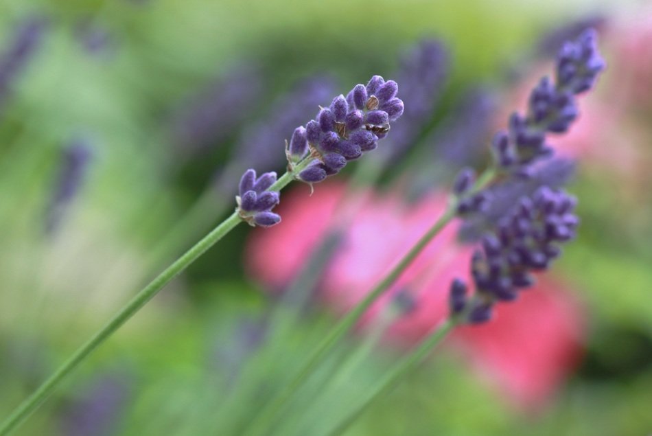 fresh lavender flowers
