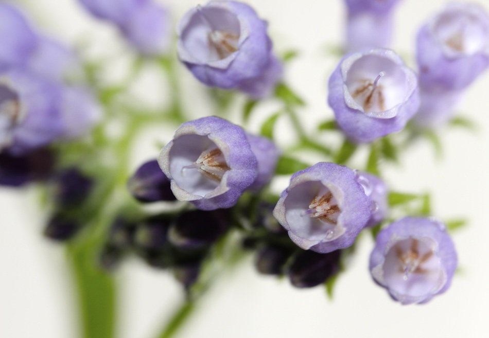 medicinal purple beinwell