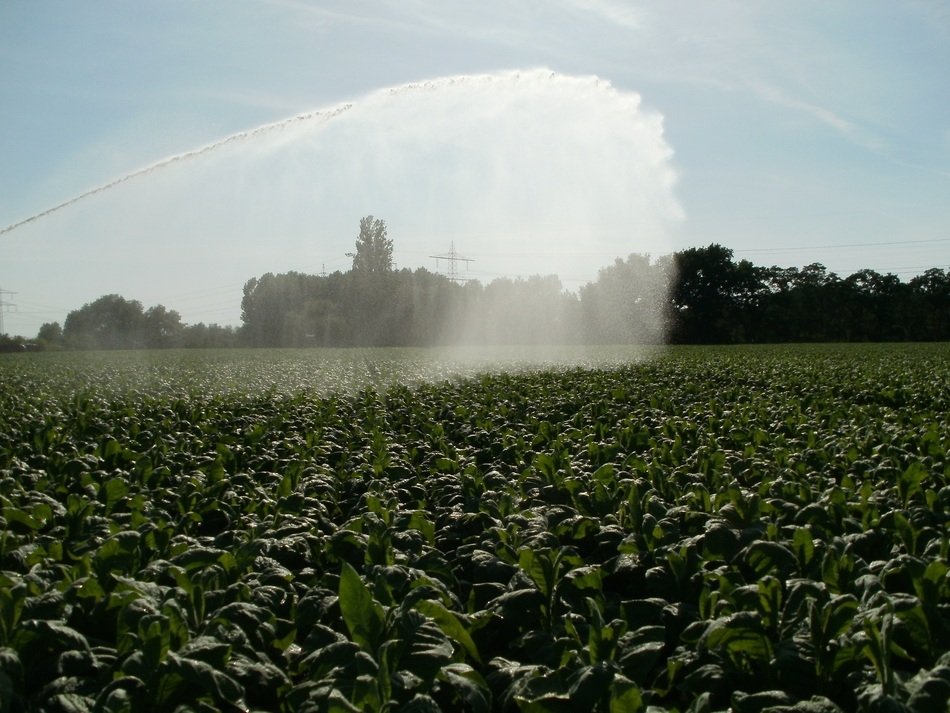 watering the fields planted with tobacco