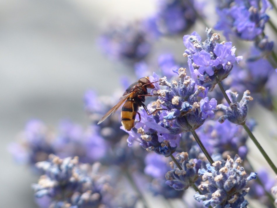 small insect on lavender flower
