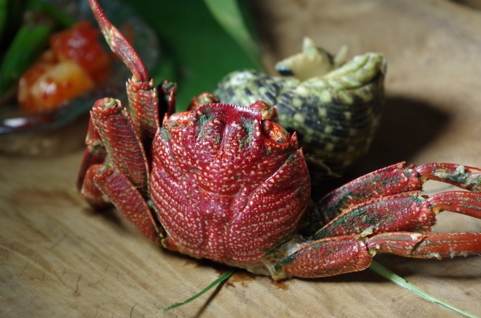 crab on the kitchen table