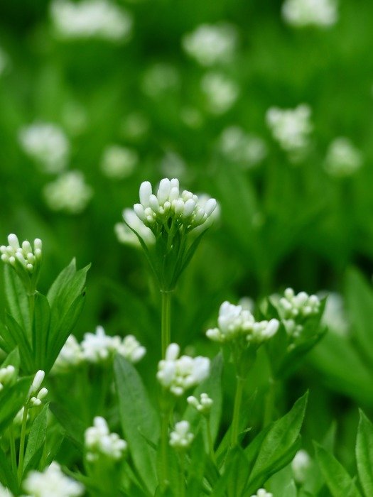 woodruff blossom on the field