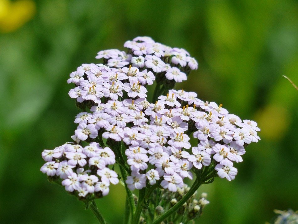 yarrow flower in the wildlife