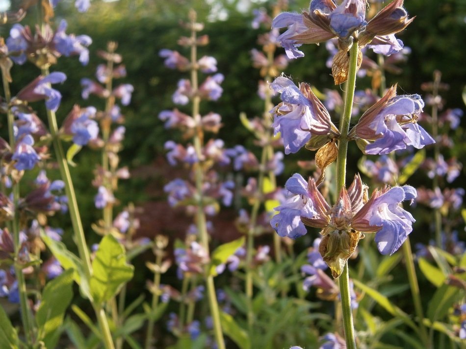 sage bloom closeup