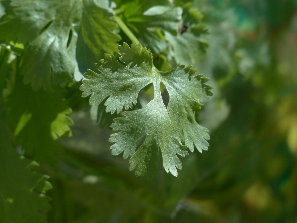green coriander leaf