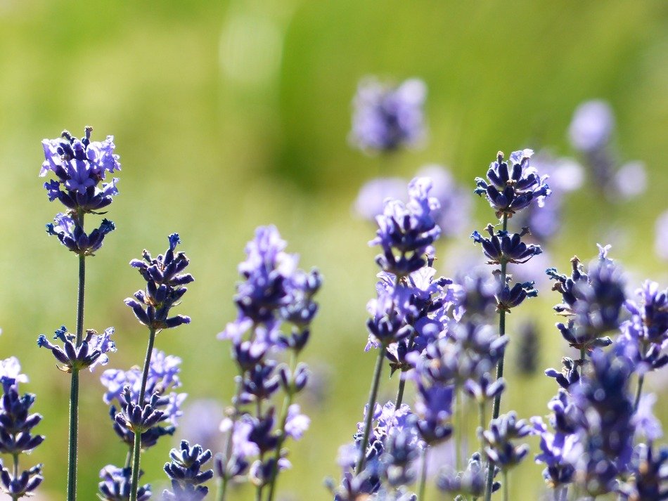 lavender purple flowers