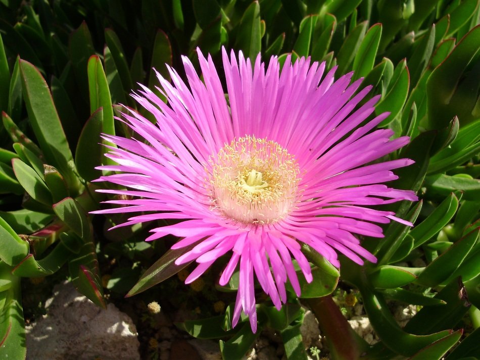 Photo of beautiful ice plant