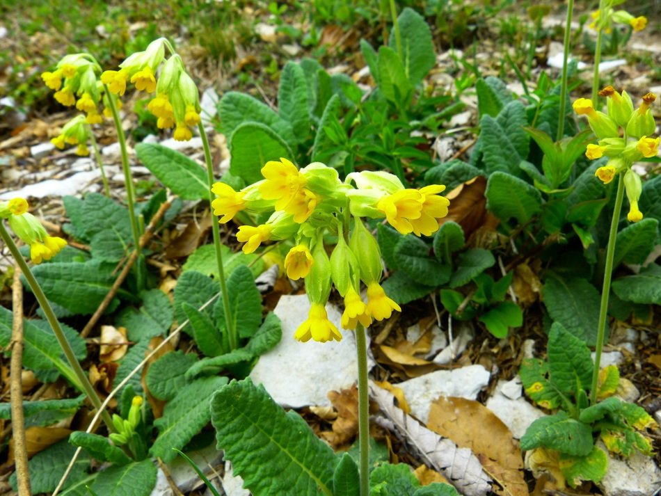 veris flower bloom