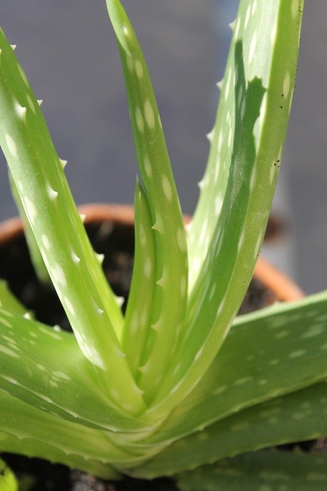 Photo of natural aloe vera
