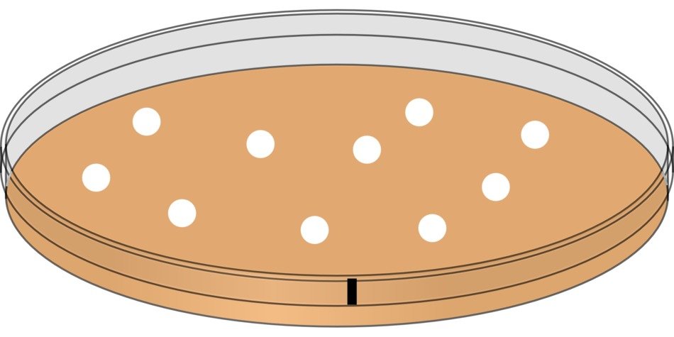mold spore study