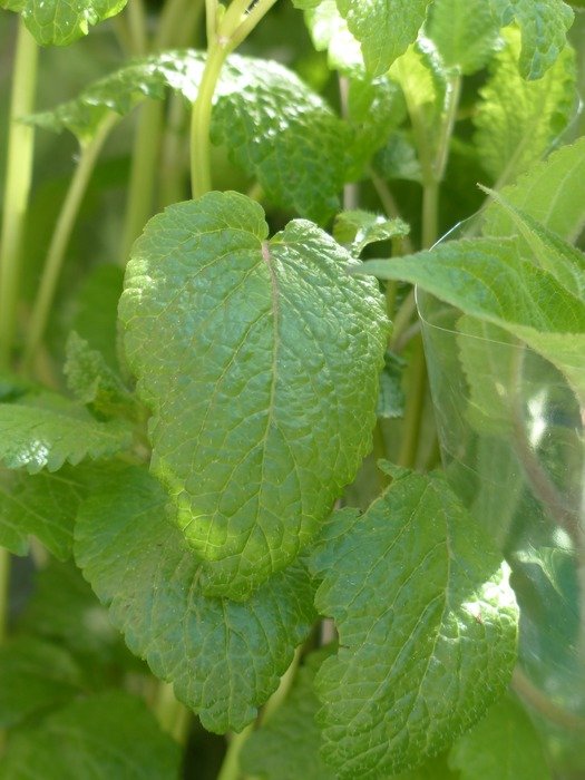 Closeup photo of the lemon balm