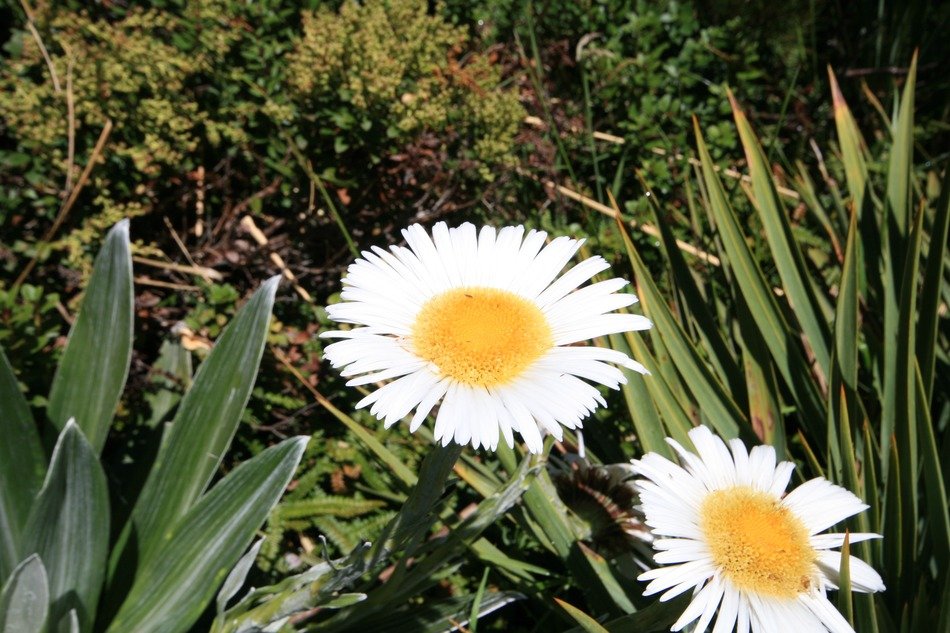 two huge daisies in the tropics