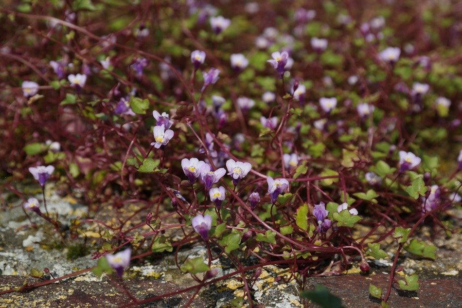 Greenhouse plantain is an ornamental plant