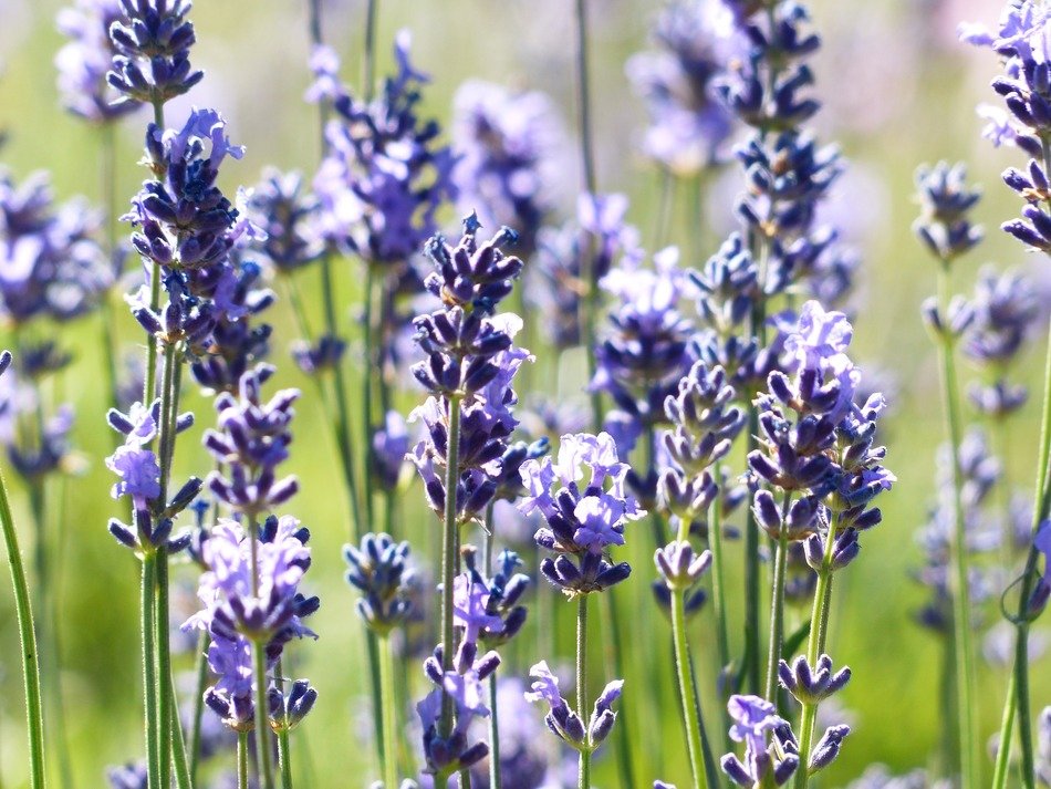 purple lavandula angustifolia