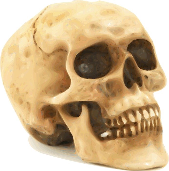Picture of the human skull