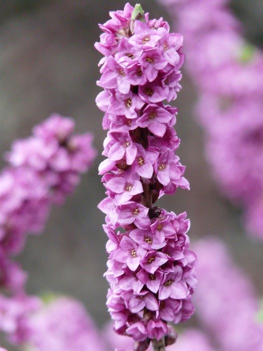 purple flower seidelbast