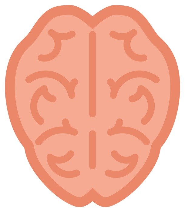 top view of the human brain