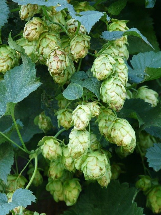 photo of hops