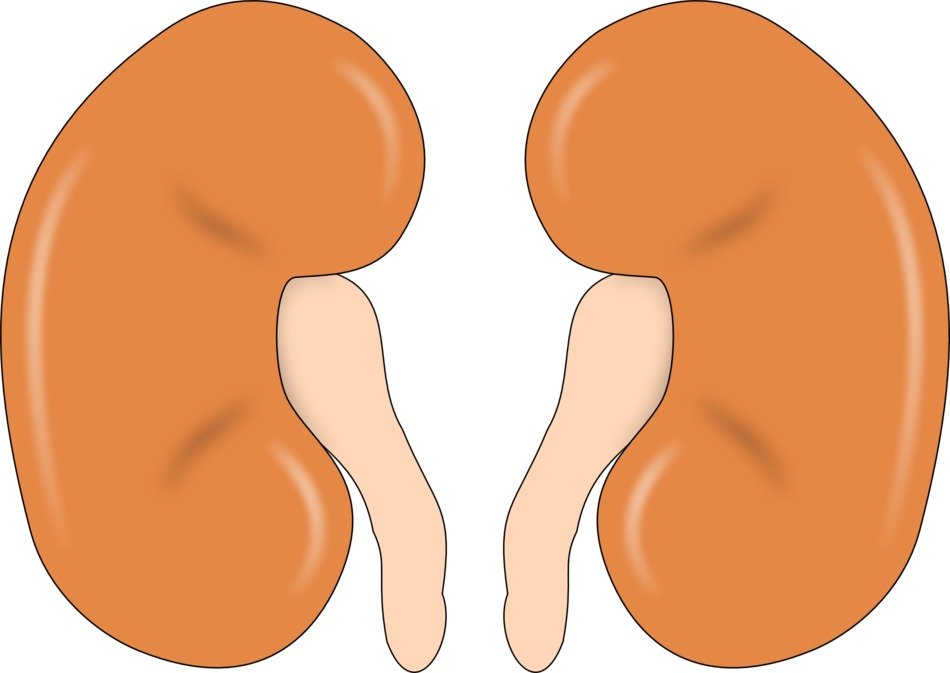Ä°llustration of kidneys