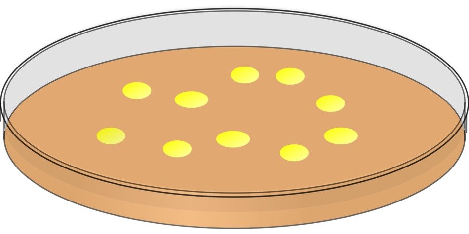 clipart of the petri bowl