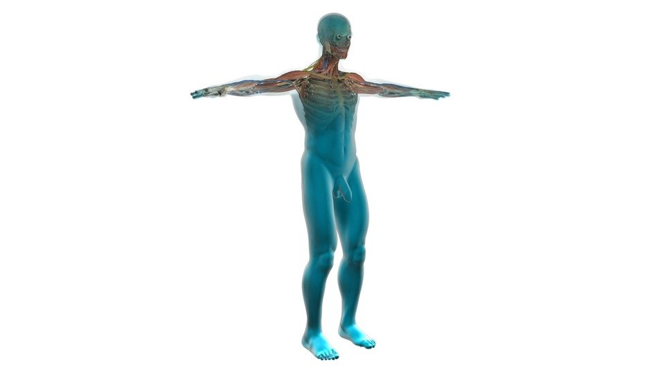 illustration of human cardiovascular system