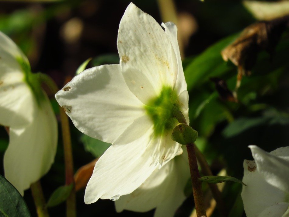 Closeup photo of the christmas rose