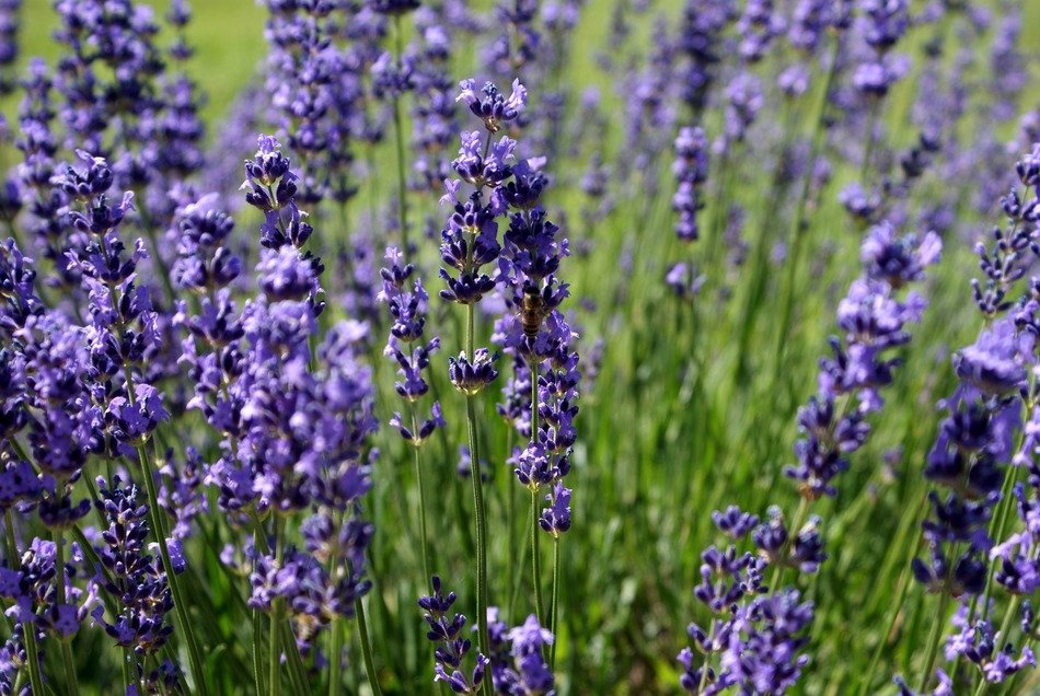 blue lavender bloom close up