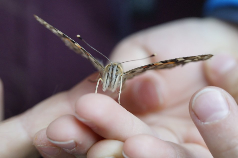 butterfly on the finger close