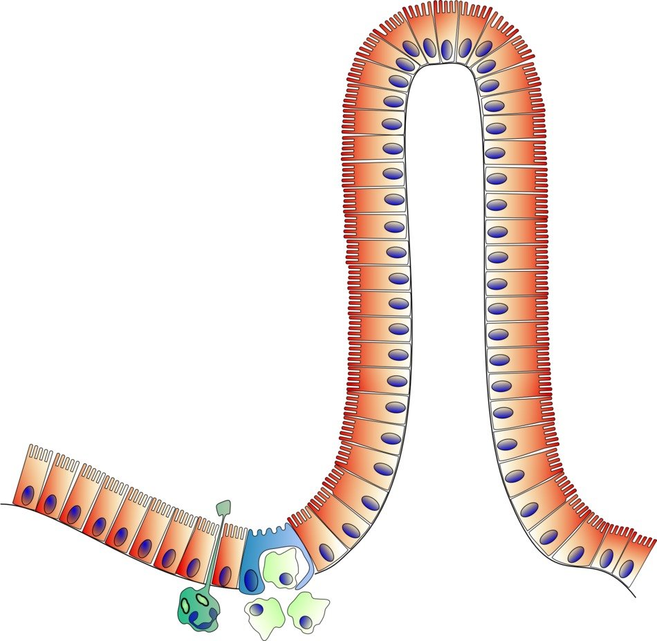 clipart of the barrier intestinale