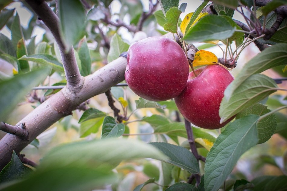 apples on the farm