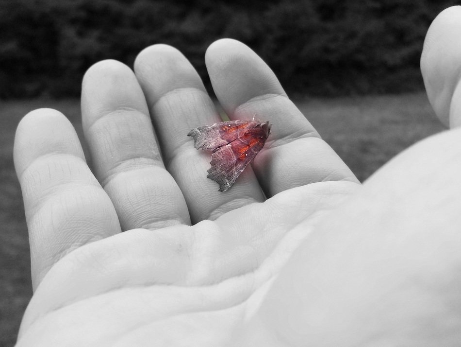 red moth on the hand