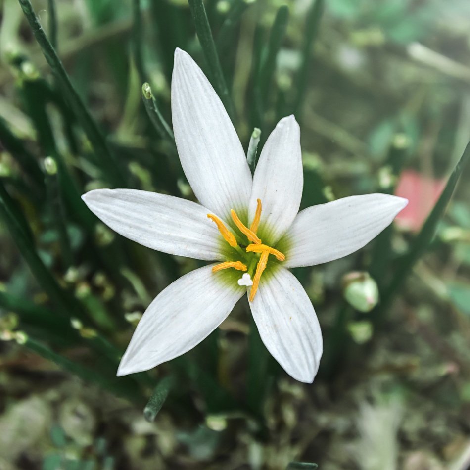 zephyranthes candida white flower