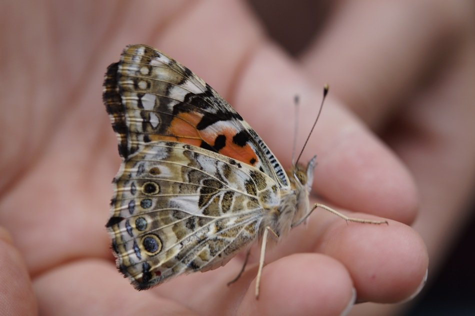 Butterfly on the hand macro