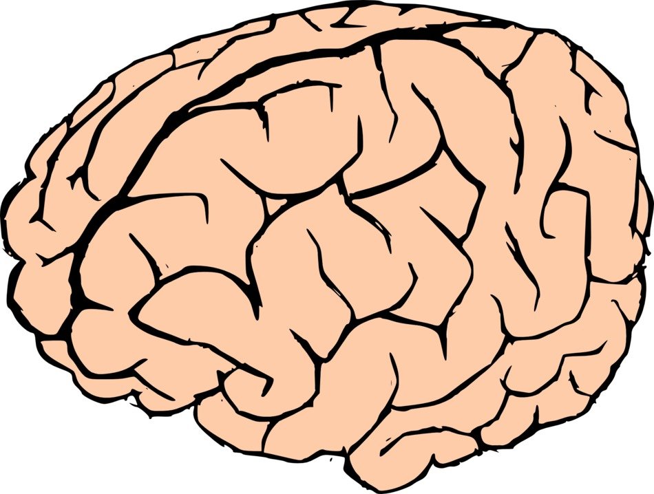 İllustration of human brain