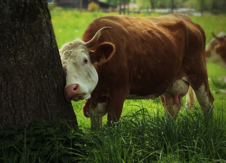 Beautiful and cute colorful cow doing massage with the tree on the meadow